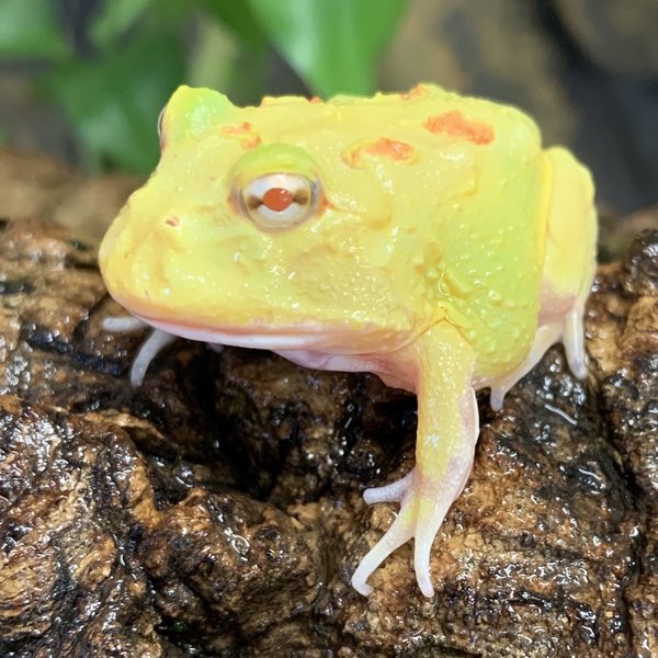 Pikachu Pacman Frog