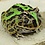 Adult Green Pacman Frog