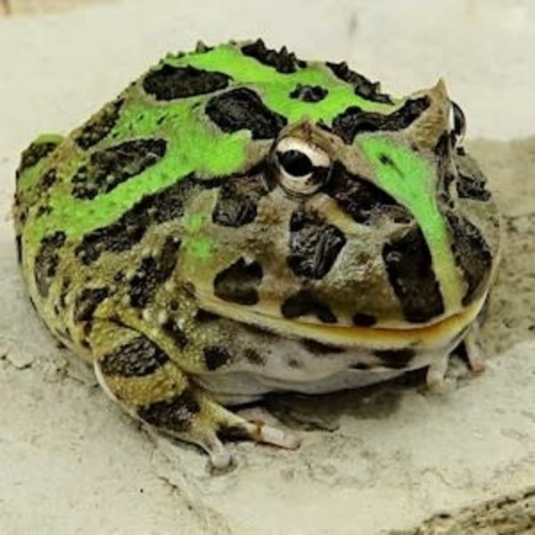Adult Green Pacman Frog