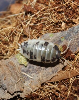 Pet Paradise Big Bites - Dairy Cow Isopods (Porcellio Laevis) - 12 Count