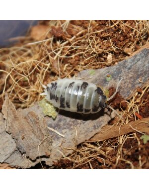 Pet Paradise Big Bites - Dairy Cow Isopods (Porcellio Laevis) - 12 Count
