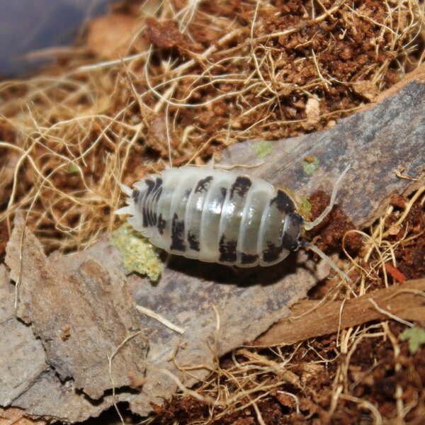 Pet Paradise Big Bites - Dairy Cow Isopods (Porcellio Laevis) - 12 Count