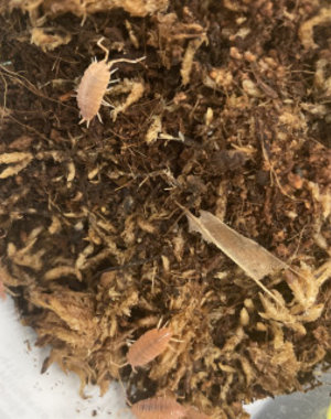 Pet Paradise Isopods - Porcellionides Pruinosus (Powder Orange)