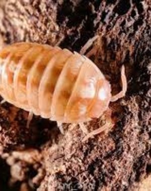 Pet Paradise Isopods - Armadillidium Vulgare (Tangerine) (10)