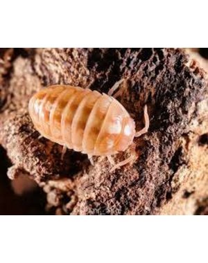 Pet Paradise Isopods - Armadillidium Vulgare (Tangerine) (10)