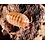 Pet Paradise Isopods - Armadillidium Vulgare (Tangerine) (10)