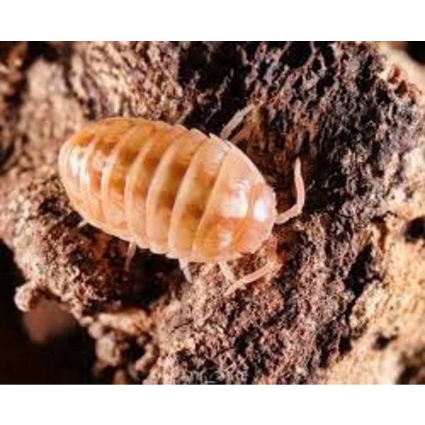 Pet Paradise Isopods - Armadillidium Vulgare (Tangerine) (10)