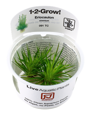 Tropica Tropica 1-2-Grow! Eriocaulon cinereum