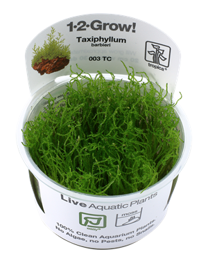 Tropica Tropica 1-2-Grow! Taxiphyllum barbieri