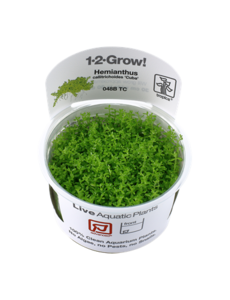 Tropica Tropica 1-2-Grow! Hemianthus callitrichoides "Cuba"