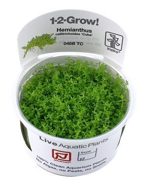 Tropica Tropica 1-2-Grow! Hemianthus callitrichoides "Cuba"