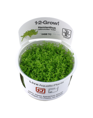 Tropica Tropica 1-2-Grow! Hemianthus callitrichoides "Cuba"