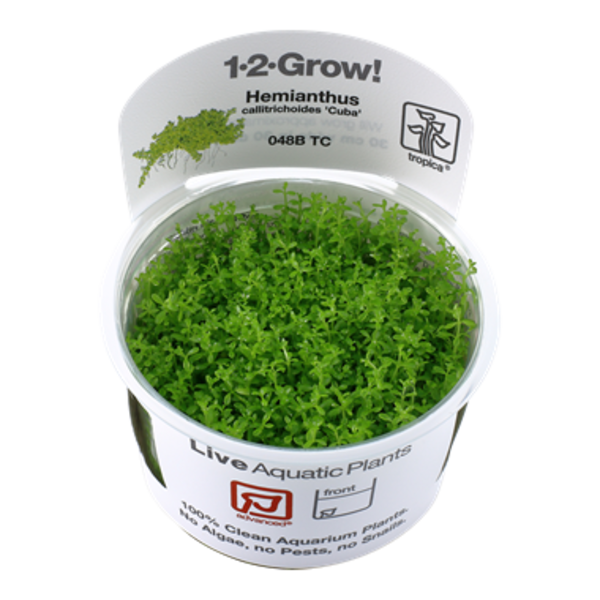Tropica Tropica 1-2-Grow! Hemianthus callitrichoides "Cuba"