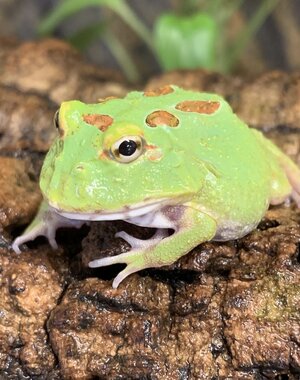Matcha Pacman Frog