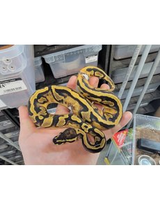  0.1 Pied Ball Python