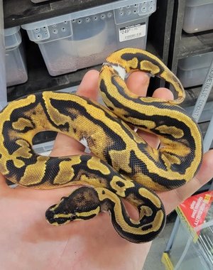  0.1 Pied Ball Python