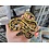 0.1 Pied Ball Python