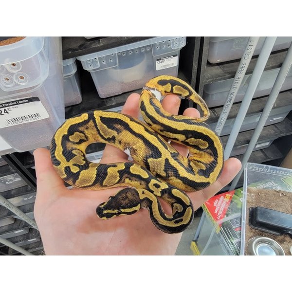 0.1 Pied Ball Python