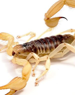  Desert Hairy Scorpion