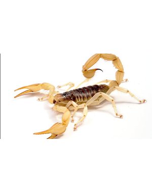  Desert Hairy Scorpion