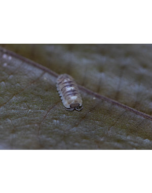 Pet Paradise Isopods - Armadillidium espanyoli (5)