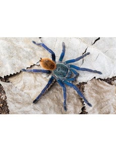  1.0 Chromatopelma cyaneopubescens (Green Bottle Blue)
