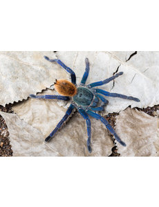  Chromatopelma cyaneopubescens (Green Bottle Blue)