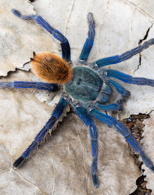  0.1Chromatopelma cyaneopubescens (Green Bottle Blue)
