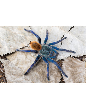  0.1Chromatopelma cyaneopubescens (Green Bottle Blue)