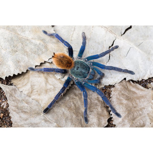 1.0 Chromatopelma cyaneopubescens (Green Bottle Blue)