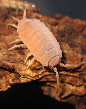 Pet Paradise Isopods - Porcellionides Pruinosus (Powder Blue & Orange mix)