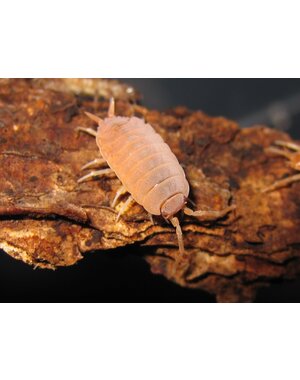 Pet Paradise Isopods - Porcellionides Pruinosus (Powder Blue & Orange mix)