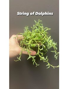  3.5" String of Dolphins