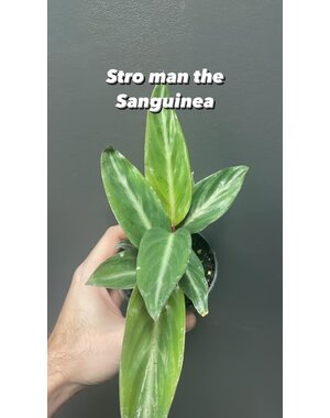  4" Stromanthe Sanguinea
