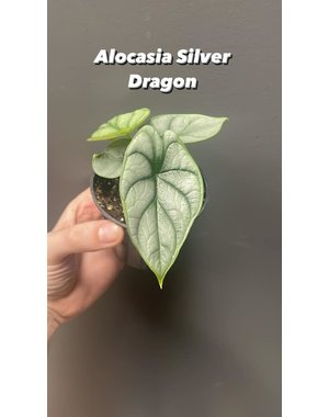  3.5" Alocasia Silver Dragon