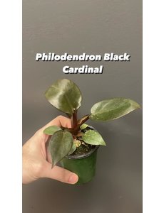 4" Philodendron Black Cardinal
