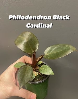  4" Philodendron Black Cardinal
