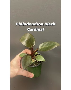  4" Philodendron Black Cardinal