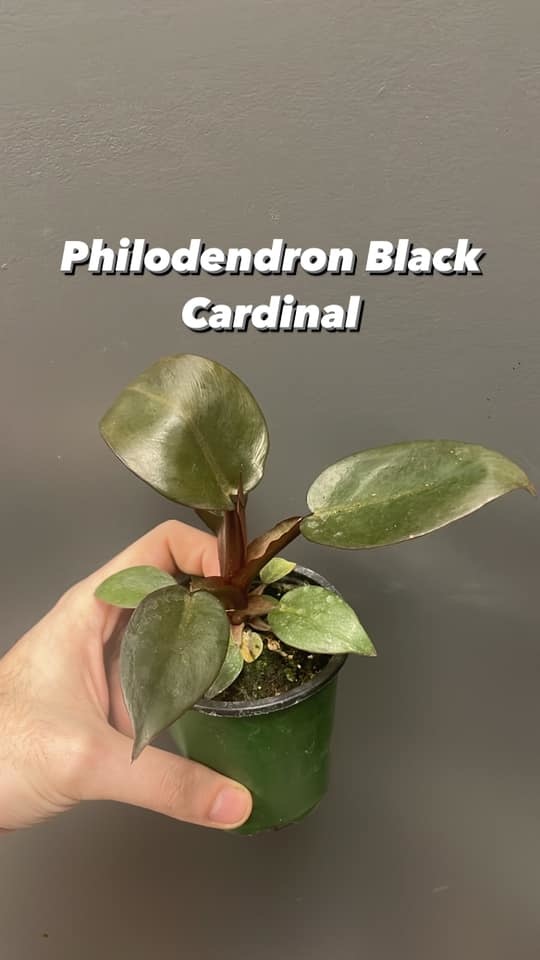3.5" Philodendron Black Cardinal