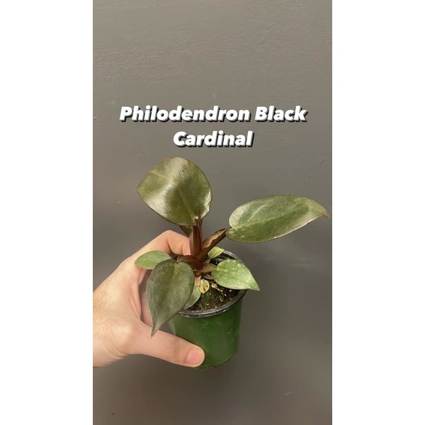 4" Philodendron Black Cardinal