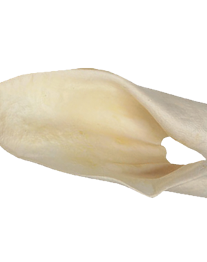 Red Barn Red Barn Cow Ear