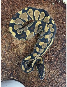  Asphalt/Yellowbelly Ball Python