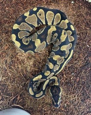 Asphalt/Yellowbelly Ball Python
