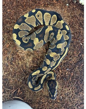  Asphalt/Yellowbelly Ball Python