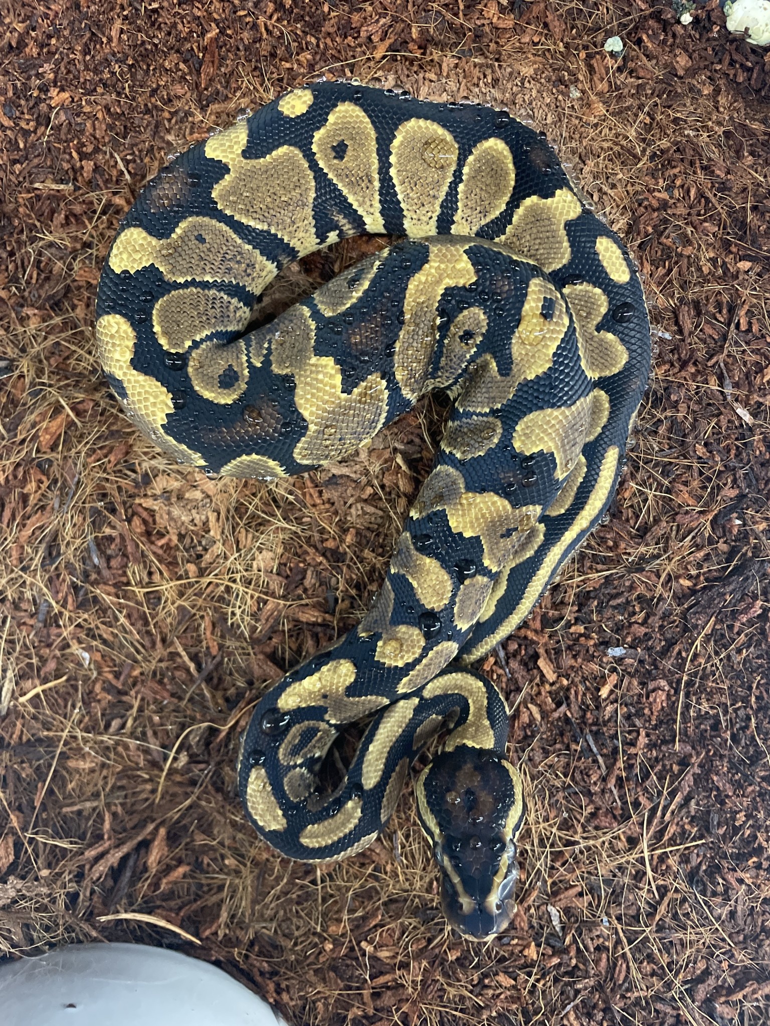 Asphalt/Yellowbelly Ball Python