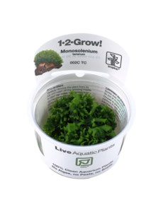 Tropica Tropica 1-2-Grow! Monosolenium tenerum