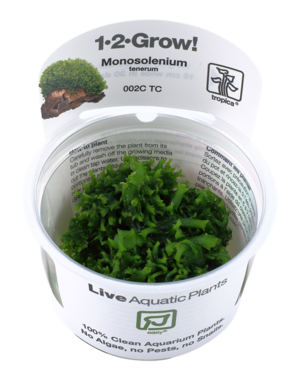 Tropica Tropica 1-2-Grow! Monosolenium tenerum