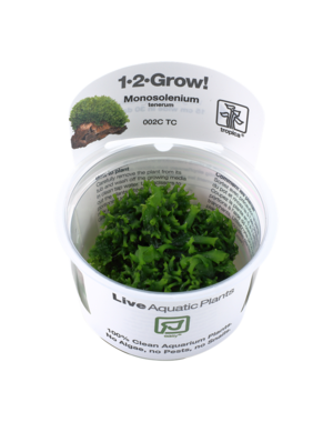 Tropica Tropica 1-2-Grow! Monosolenium tenerum