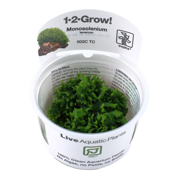 Tropica Tropica 1-2-Grow! Monosolenium tenerum