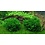 Tropica Tropica 1-2-Grow! Monosolenium tenerum